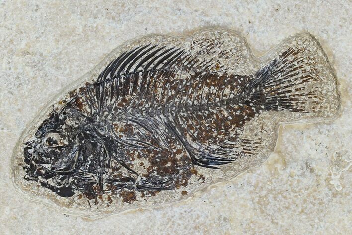 Bargain, Fossil Fish (Cockerellites) - Green River Formation #113883